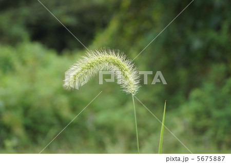 ねこじゃらし ねこじゃらし 5675887