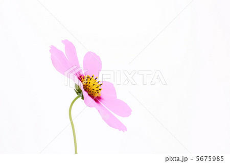 一輪のコスモス（横向き） 5675985