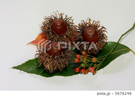クヌギのどんぐりとクヌギの葉と木の実（白バック） 5676246