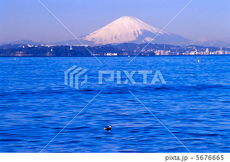 千葉県の富士山のある風景・富津市「水鳥と富士山」 千葉県の富士山のある風景・富津市「水鳥と富士山」 5676665