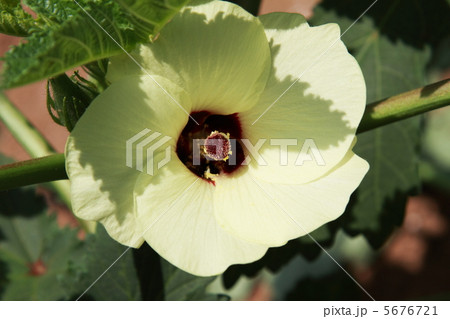 オクラの花 5676721
