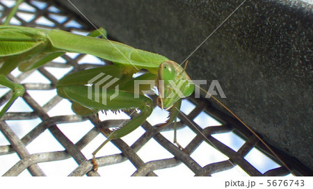 昆虫の世界 5676743