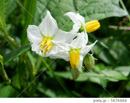 シロバナワルナスビ(白花悪茄子) シロバナワルナスビ(白花悪茄子) 5676868