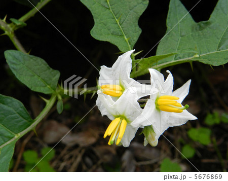 シロバナワルナスビ（白花悪茄子） 5676869