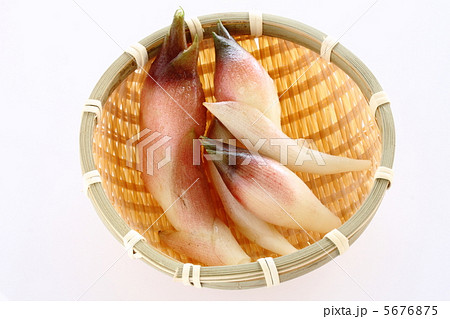 ミョウガ 5676875