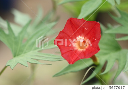 ルコウソウ 5677017