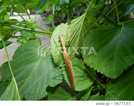 カマキリ（蟷螂） 5677135