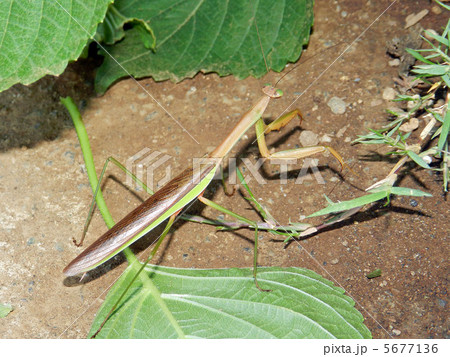 カマキリ（蟷螂） 5677136