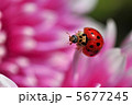 テントウムシと菊 5677245