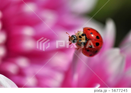 テントウムシと菊 5677245