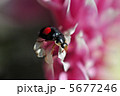 テントウムシと菊 5677246