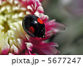 テントウムシと菊 5677247
