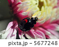 テントウムシと菊 5677248