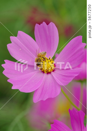 コスモス コスモス 5677250