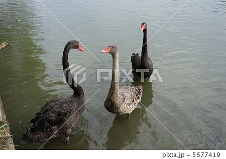 千波湖の黒鳥の親子 千波湖の黒鳥の親子 5677419
