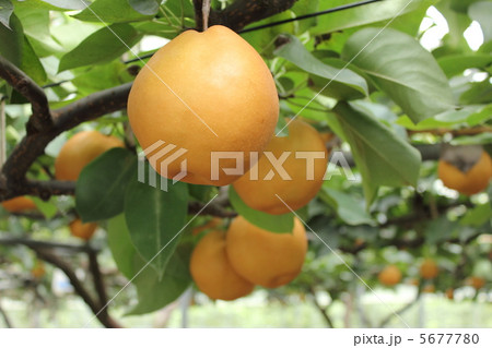 梨　新高 5677780