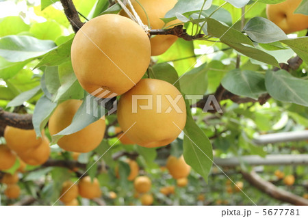 梨　新高 5677781