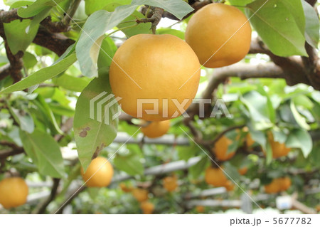 梨　新高 5677782