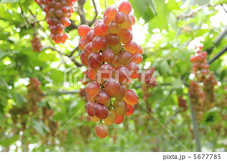 ぶどう 紅三尺 ぶどう 紅三尺 5677785