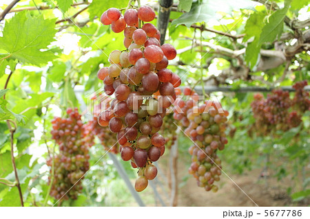 ぶどう　紅三尺 5677786