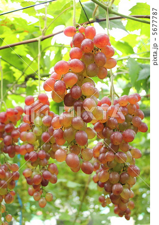 ぶどう 紅三尺 ぶどう 紅三尺 5677787