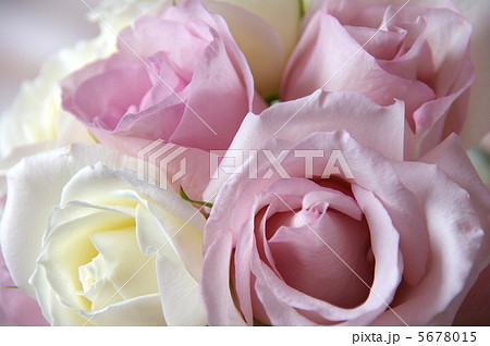 可愛らしいバラの花束 可愛らしいバラの花束 5678015