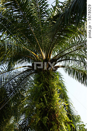 椰子の木 椰子の木 5678029