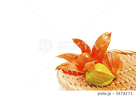 ホオズキ ホオズキ 5678271