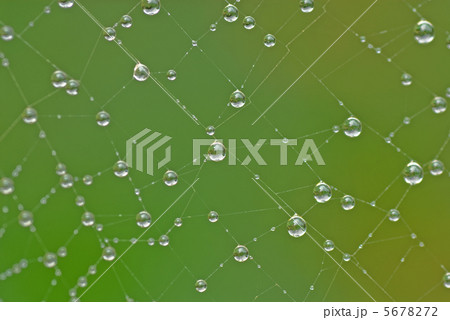 クモの巣に雫 5678272