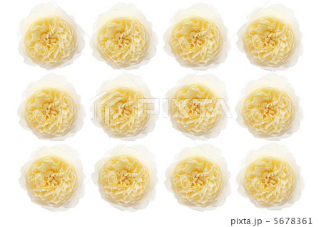 バラ・クレアオースチン12コラージュ バラ・クレアオースチン12コラージュ 5678361