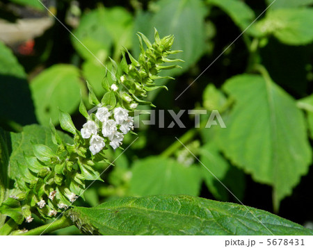 エゴマの花の写真素材