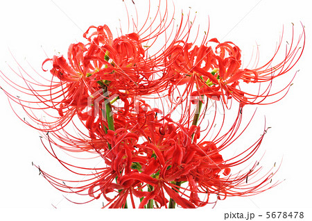 彼岸花 5678478