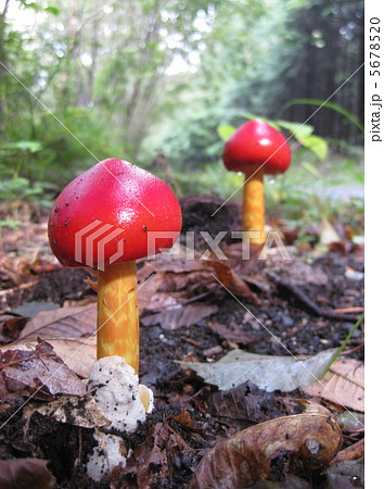 森のタマゴタケ 5678520
