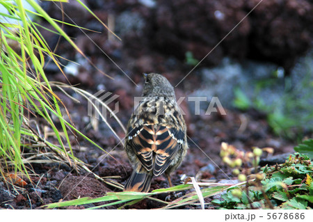 イワヒバリ 5678686