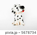 可愛いキュートな子犬のダルメシアン　イラスト2 5678734