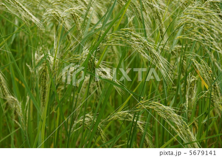 古代米（国司神社） 5679141