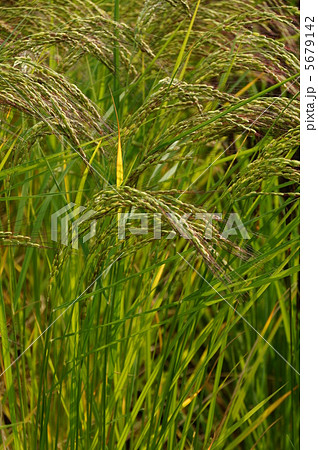 古代米（赤米豆圷） 5679142