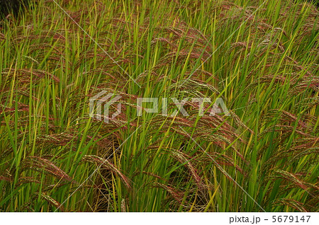 古代米（国司神社） 5679147