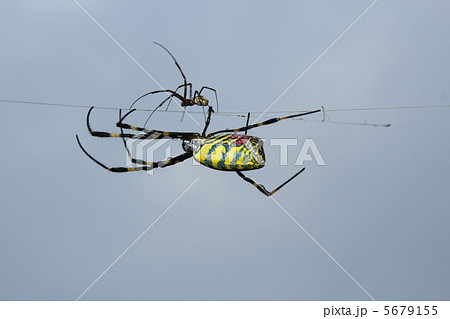 蜘蛛の親子 蜘蛛の親子 5679155