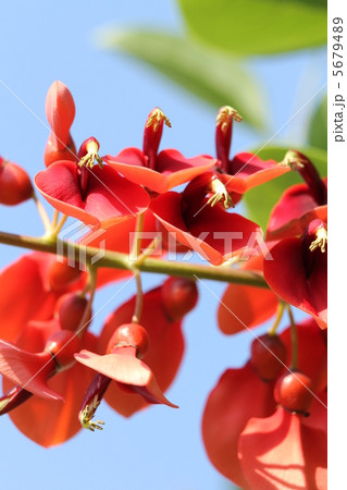海紅豆 5679489