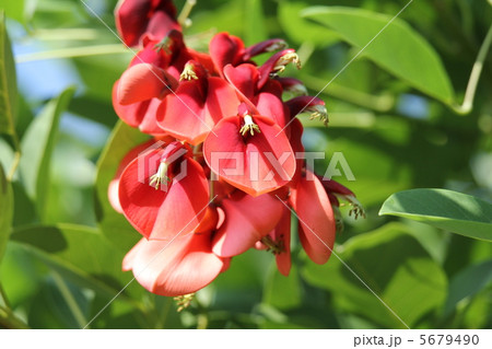 海紅豆 5679490
