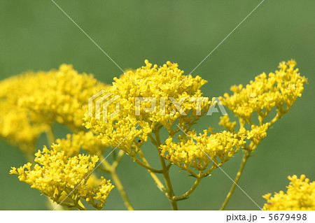 オミナエシ オミナエシ 5679498