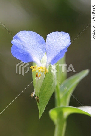 ツユクサ ツユクサ 5679530
