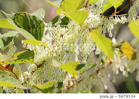 イタドリの実 5679534