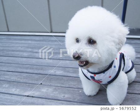 ビション・フリーゼ ビション・フリーゼ 5679552