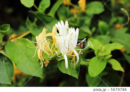 スイカズラ 5679786