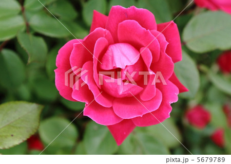 薔薇を俯瞰する 5679789