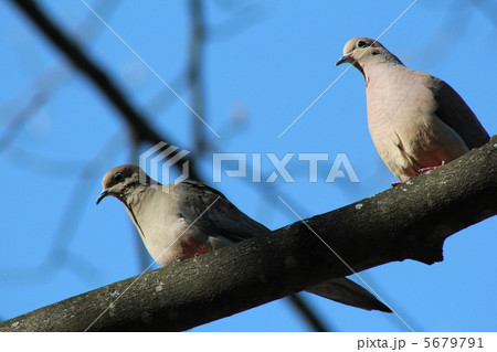 二羽のナゲキバト 5679791