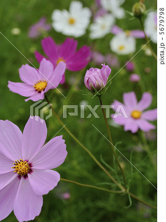 上場高原のコスモス 5679798