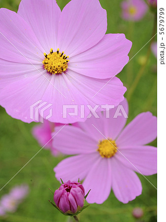 上場高原のコスモス 5679799
